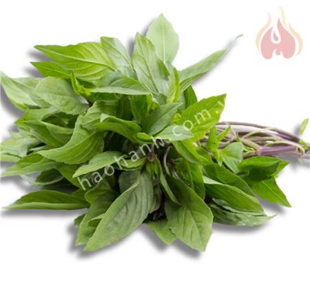 BASIL - Rau húng quế