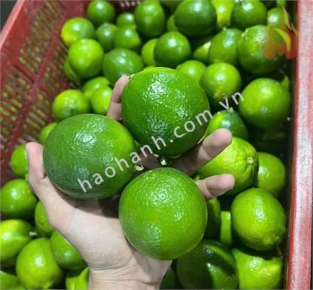 SEEDLESS LIME