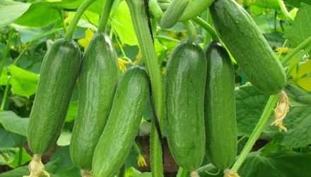 Baby Melon – TSBio Hao Hanh