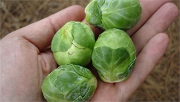 6 Tiny Fruits That Win Over Homemakers