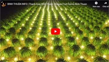 Thanh long Bình Thuận -Dragon Fruit Farms Binh Thuan